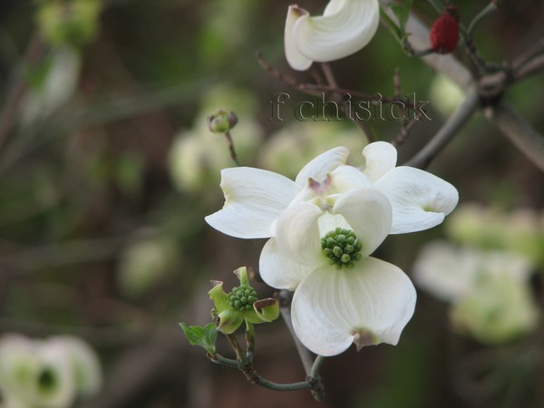 Dogwood_
