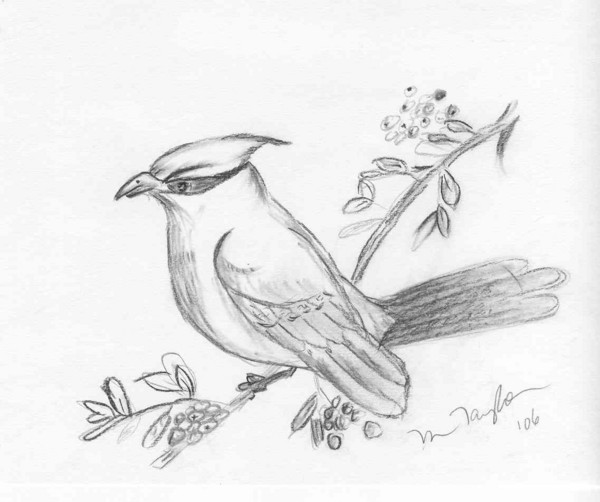 Cedar Waxwing