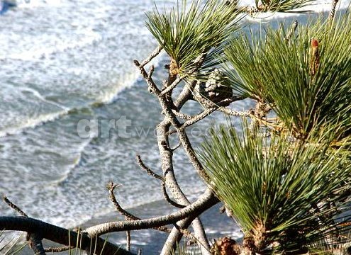 Torrey Pine