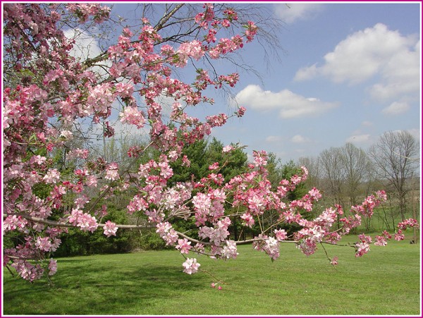 Crabapple blossoms