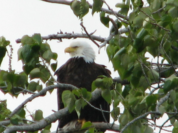 Alaskan Eagle