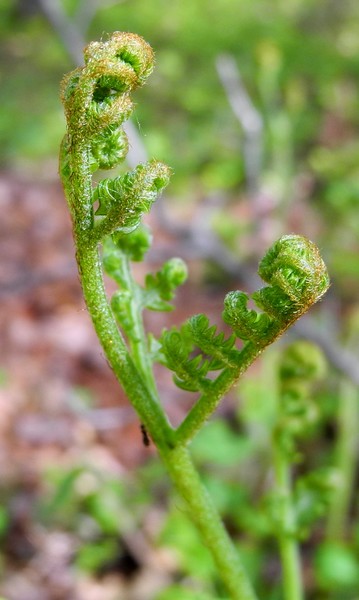 Unfurling Bracken