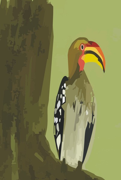 Hornbill of Africa