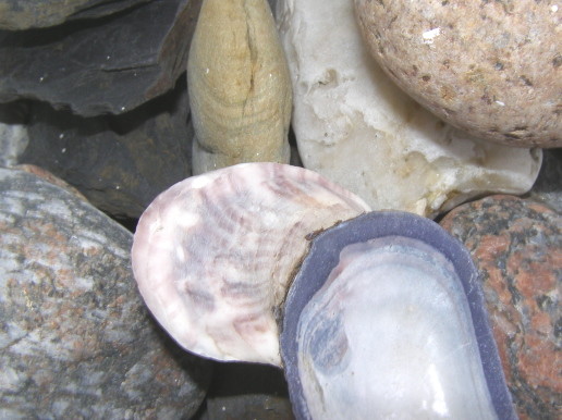 Shells & Rocks