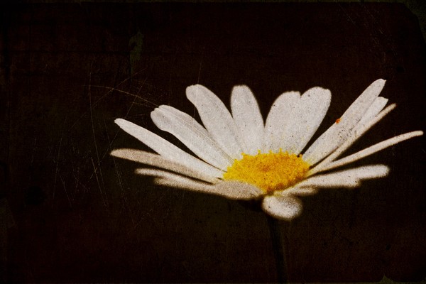 Daisy