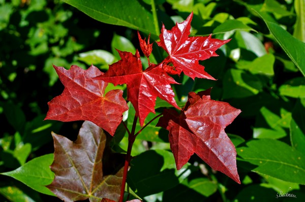  Red on green !