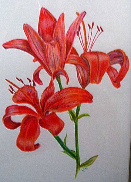 Red Lilies