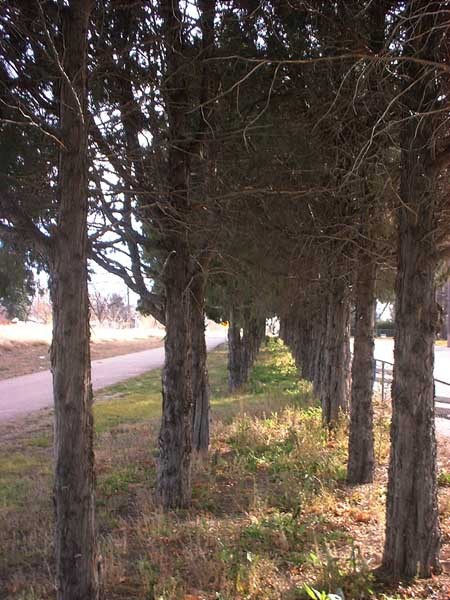 Sherwood Forrest