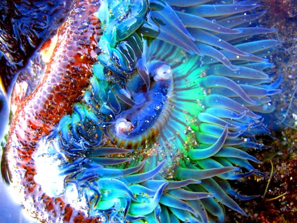 tidepool life