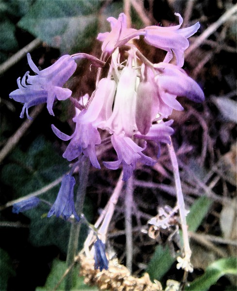 Bluebells