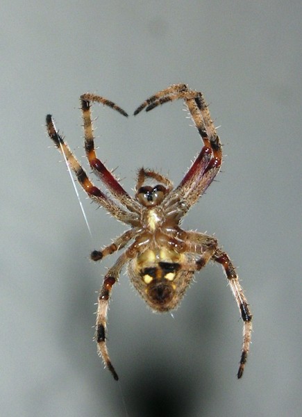 spider