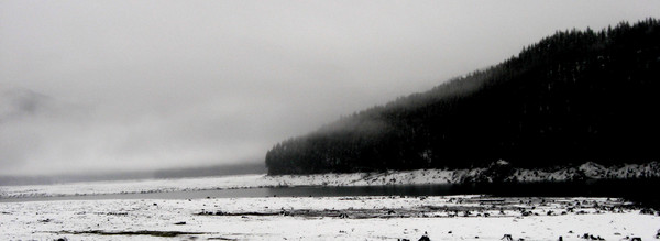 Snowy Trees