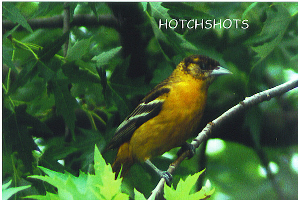 BALTIMORE ORIOLE