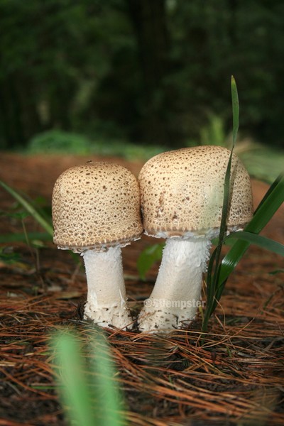 In the woods