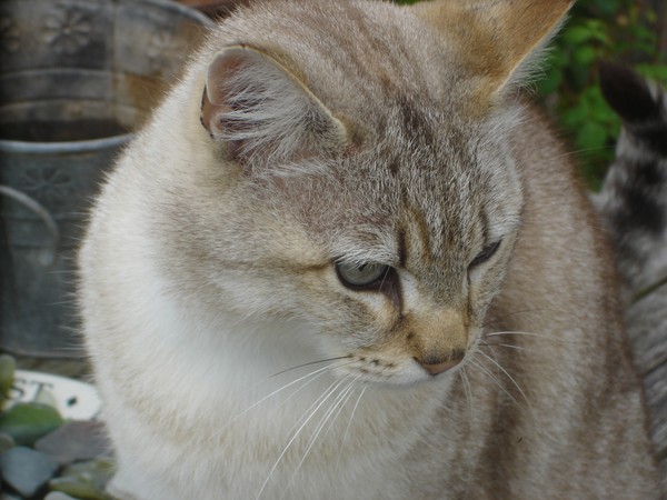 cats whiskers