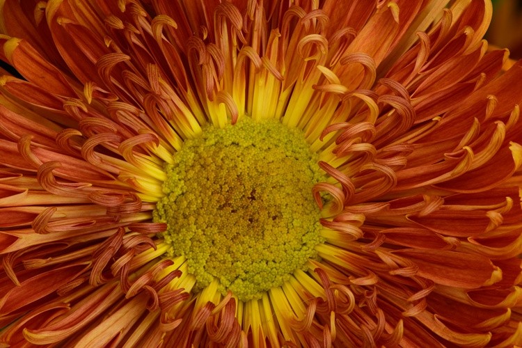 Dahlia Sunrise