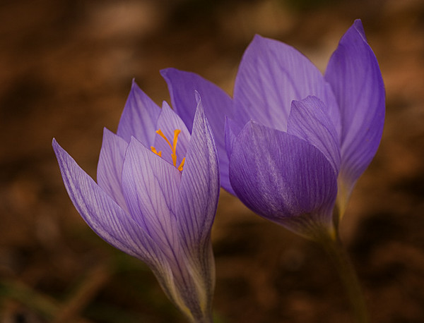 Fall Crocuses