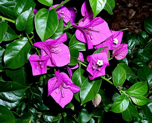 Bouganvilla Spray