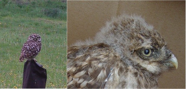 Father and Son of little Owl
