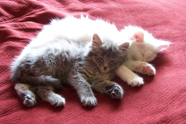 Sugar & Smokey