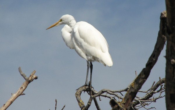 Egret, San Francisco Bay, 2008