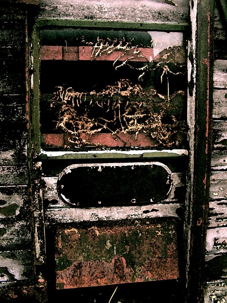 derelict railway carriage with ferns