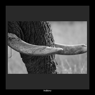 Indlovu / Elephant