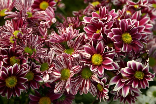 Beautiful Natural Flowers