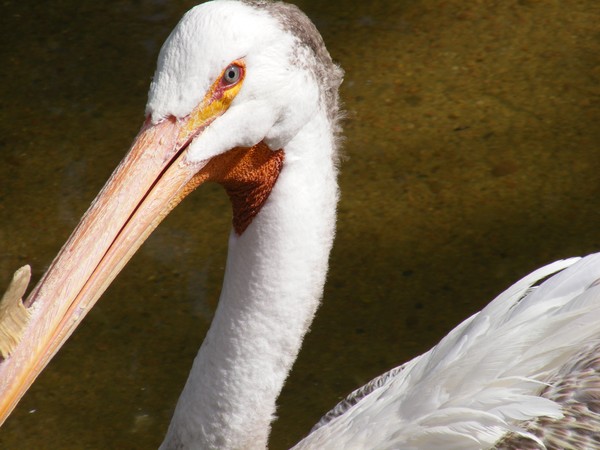 Pelican