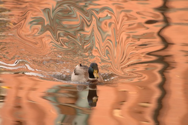 devil in the water 