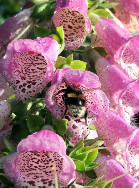 Bee Flowers dinner