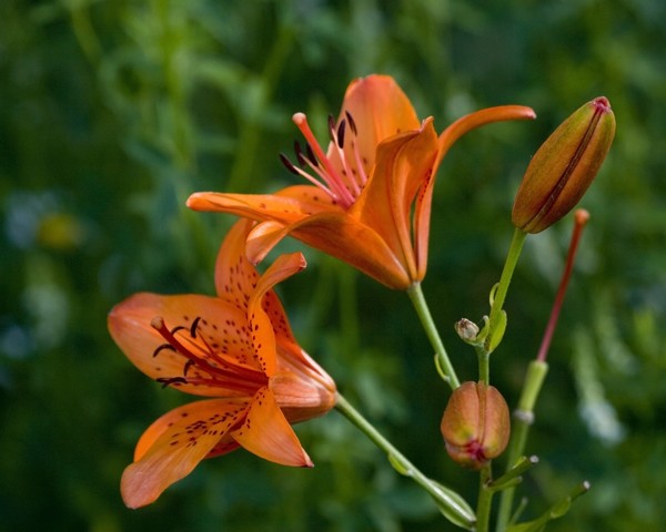 Canada Lily