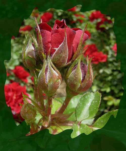 red roses 