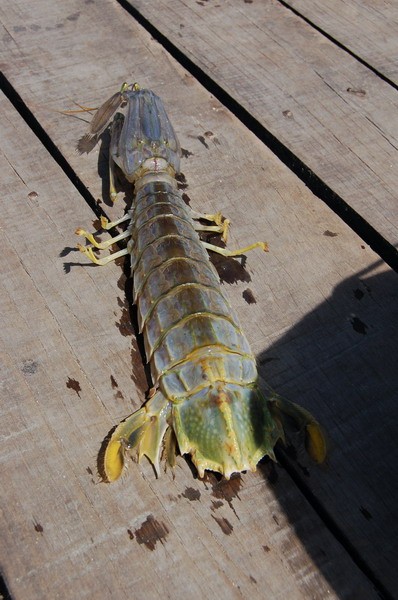 mantis shrimp
