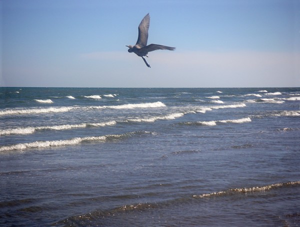 Being One With The Gulf - On Wings