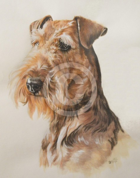 Airedale