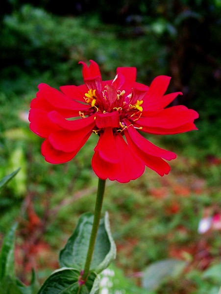 Red Flower 2