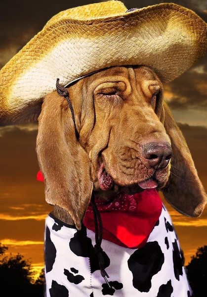 The Cowboy