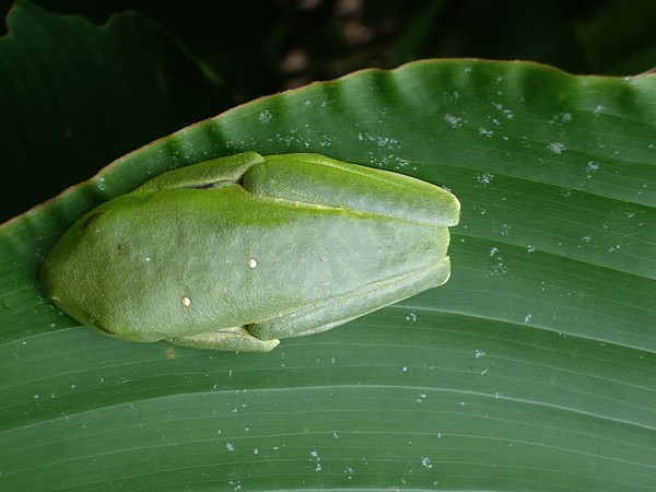 Wavy rainfrog