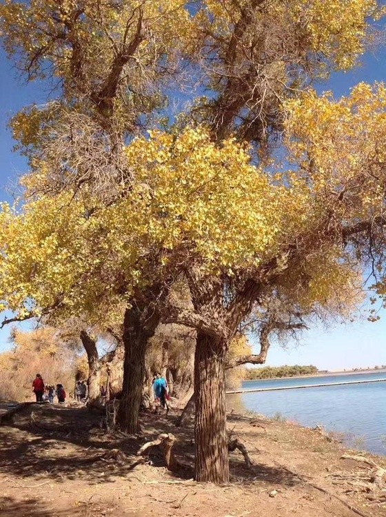 Hu poplar trees