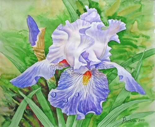 Iris.Drops of Dew.25x30.2007