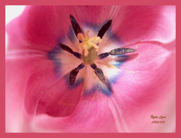 My First Tulip This year