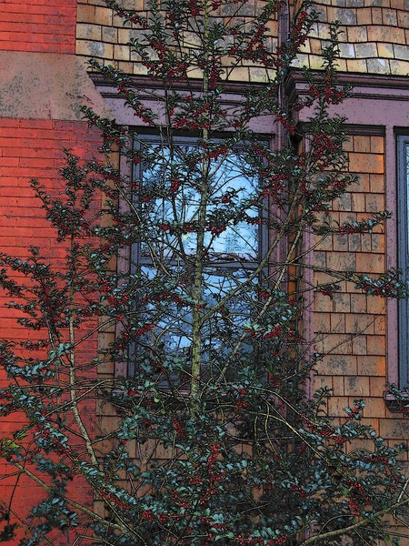 HOLLY TREE