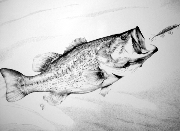 lge mouth bass