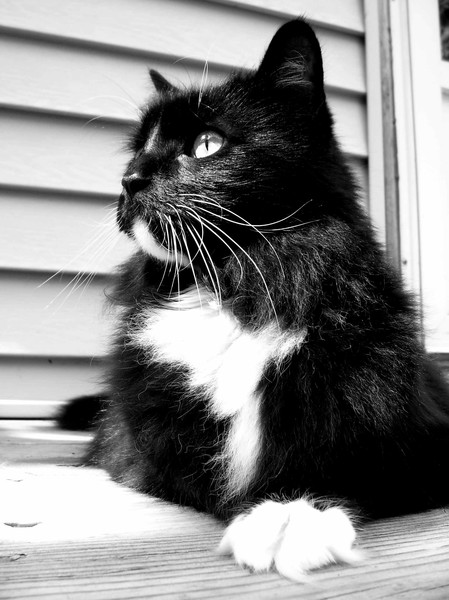 Oreo