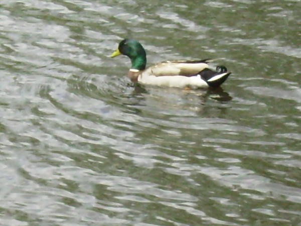 mallard on steele creek