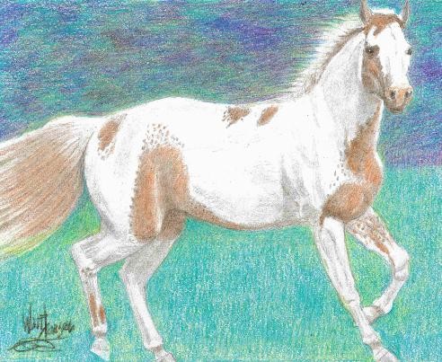 spotted paint mare