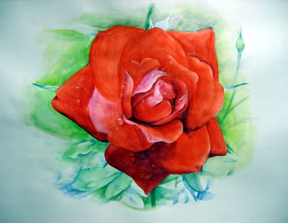 Rosewater