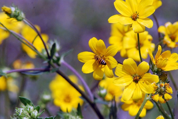Bee feeding