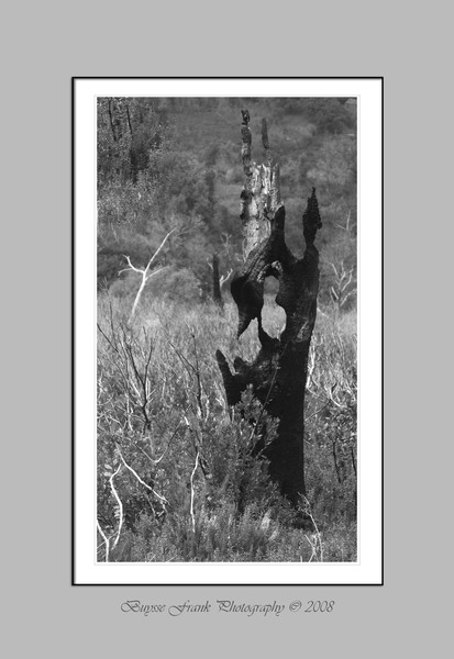 Burned Tree